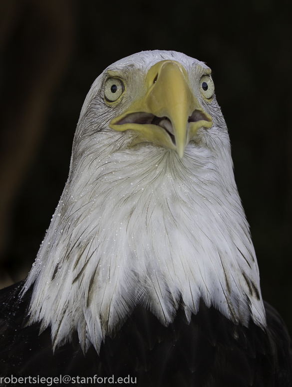 bald eagle